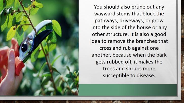 Image for Tips for Tree and Shrub Care with ID of: 1363148