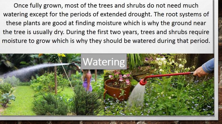 Image for Tips for Tree and Shrub Care with ID of: 1363149