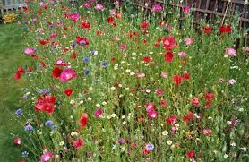 Image for Low maintenance landscaping with ID of: 1363797