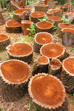 Image for Milwaukee Stump Removal with ID of: 1365883