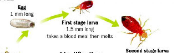 Image for Bed bugs extermination service with ID of: 1366689