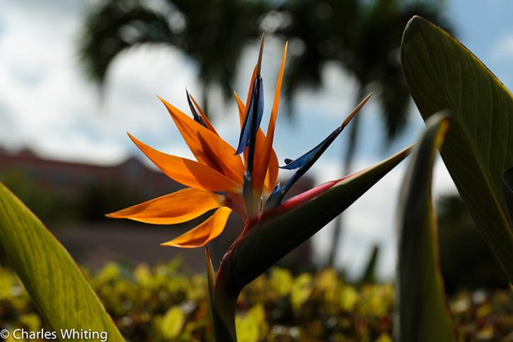 Image for Charles Whiting Photography with ID of: 1369254