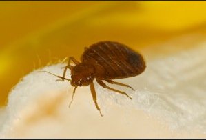 Image for Quad City Pest Control with ID of: 1374807
