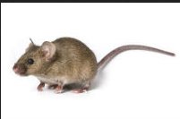 Image for Quad City Pest Control with ID of: 1374808