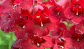 Image for FlowerTime with ID of: 1377775