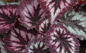 Image for FlowerTime with ID of: 1377776
