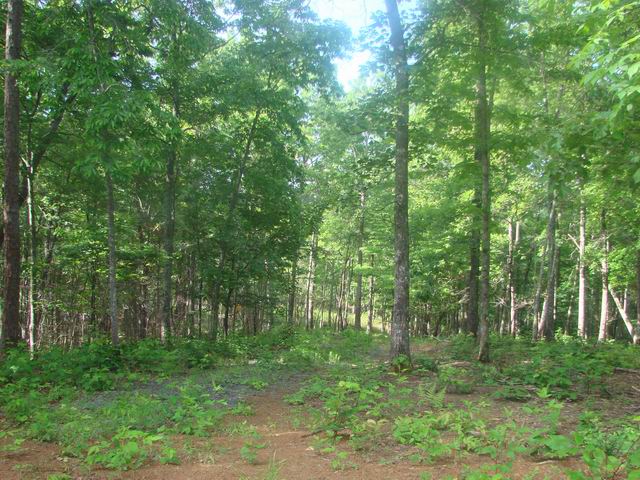 Image for 10+ Acres Just Dropped Down to $99000 In Murphy NC with ID of: 137838