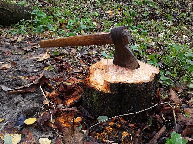 Image for Vince's Tree & Landscape, LLC with ID of: 1379073