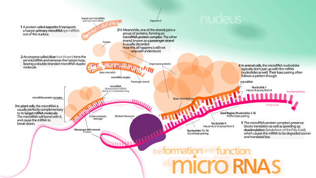 Image for Global MicroRNA Tools Market is driven by its therapeutic and diagnostic potential with ID of: 1379137