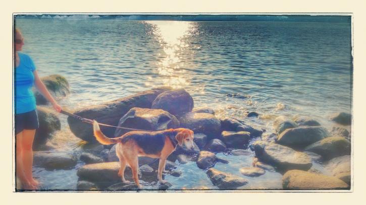 Image for Happy Tails Puppy Camp with ID of: 1379681