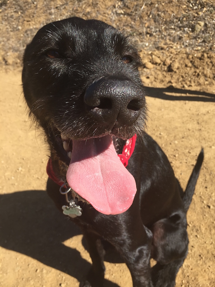 Image for Happy Tails Puppy Camp with ID of: 1379688