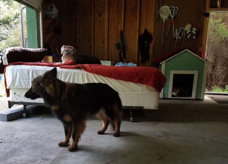 Image for Happy Tails Puppy Camp with ID of: 1379690