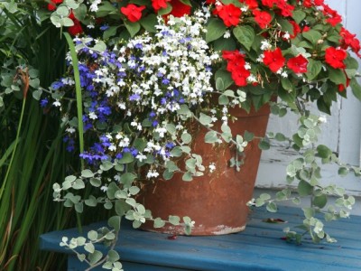 Image for Copper Penny Flowers with ID of: 1380705