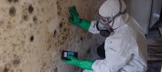 Image for Mold removal services with ID of: 1380868