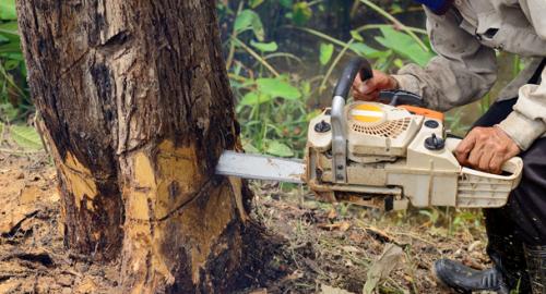 Image for Atlanta Tree Services with ID of: 1381611