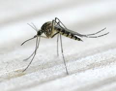 Image for Exterminator mosquitos with ID of: 1381747