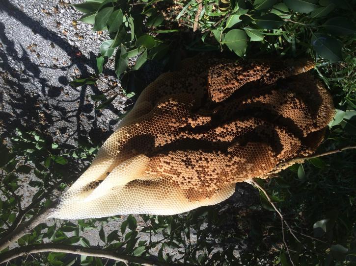Image for Miami Bee Removal with ID of: 1388409