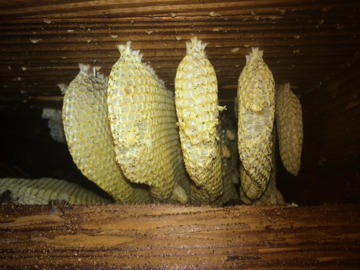 Image for Miami Bee Removal with ID of: 1388412
