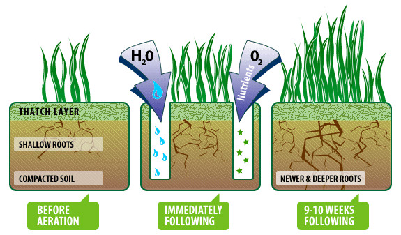 Image for Tips for Your Lawn Aeration with ID of: 1389973