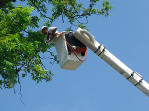 Image for Tree Workers of Phoenix with ID of: 1391870