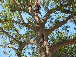 Image for Tree Service Hilton Head with ID of: 1391985