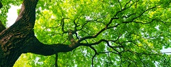 Image for Tree Service Hilton Head with ID of: 1391987