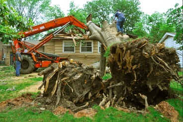 Image for Tree Removal Sequin with ID of: 1392979