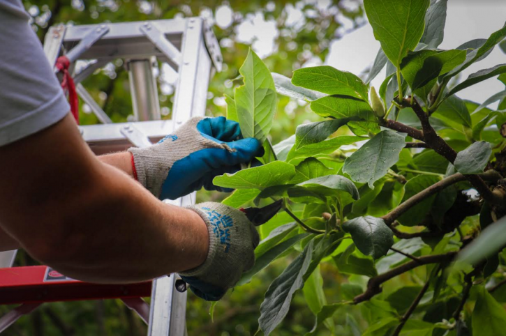 Image for Progression Tree Care with ID of: 1394352