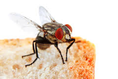Image for Fly control with ID of: 1394705