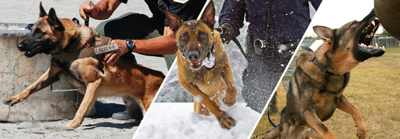 Image for K9-Personal Protection with ID of: 1397814