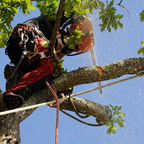 Image for St. George Tree Service with ID of: 1400173