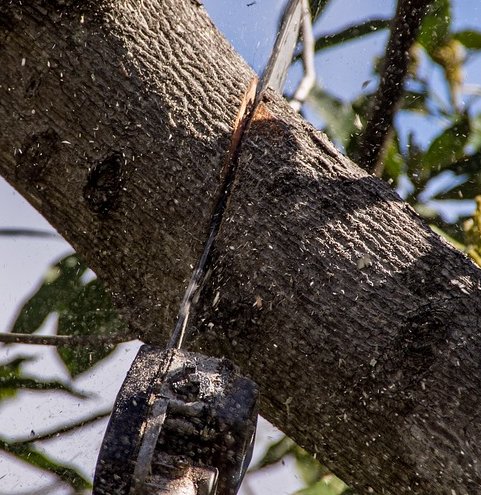 Image for St. George Tree Service with ID of: 1400177
