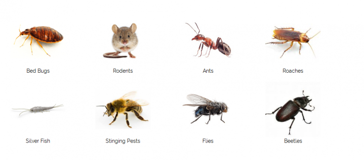 Image for Odin Pest Control with ID of: 1402901