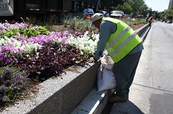 Image for Irvine's Best Landscaping, Design & Gardening with ID of: 1406641
