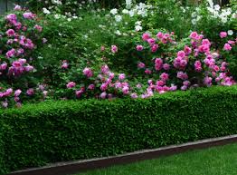Image for Boxwood shrubs with ID of: 1408119