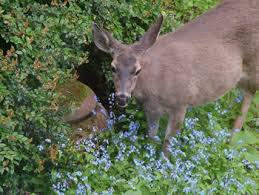 Image for Deer resistant shrubs with ID of: 1408210