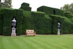 Image for Privacy shrubs with ID of: 1408279