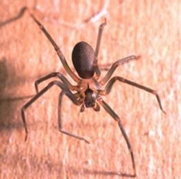 Image for Bayou Cajun Termite & Pest Control with ID of: 1408480