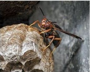 Image for Bayou Cajun Termite & Pest Control with ID of: 1408482