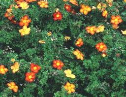 Image for Low maintenance shrubs with ID of: 1408667