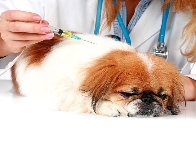 Image for Berthoud Animal Hospital with ID of: 1408965