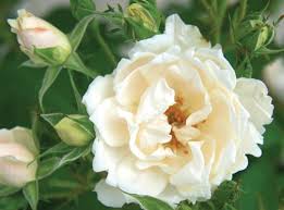 Image for Shrub roses with ID of: 1409606