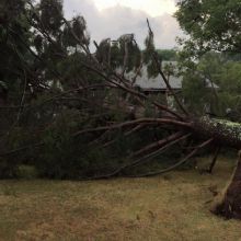 Image for Davis Tree & Stump Service with ID of: 1416963