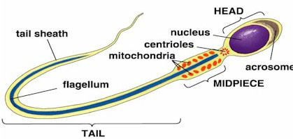 Image for Increase Sperm Count with Proceptin with ID of: 141786