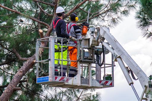 Image for Tree Service Severna Park with ID of: 1421853