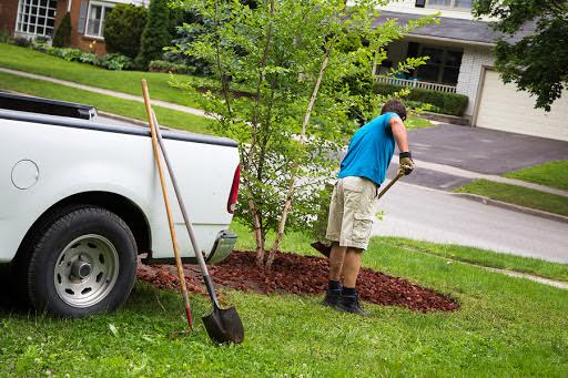 Image for Tree Service Severna Park with ID of: 1421855