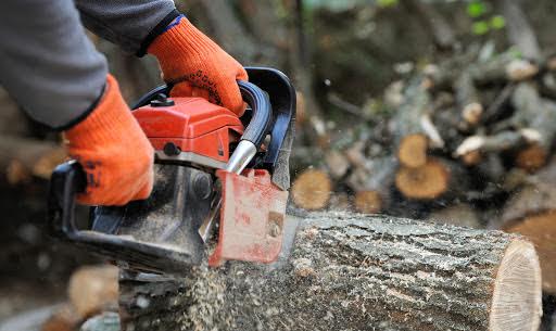 Image for Tree Service Severna Park with ID of: 1421856