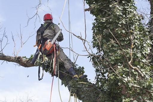 Image for Tree Service Severna Park with ID of: 1421857
