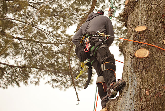 Image for JP Tree Service with ID of: 1422035