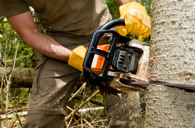 Image for JP Tree Service with ID of: 1422040